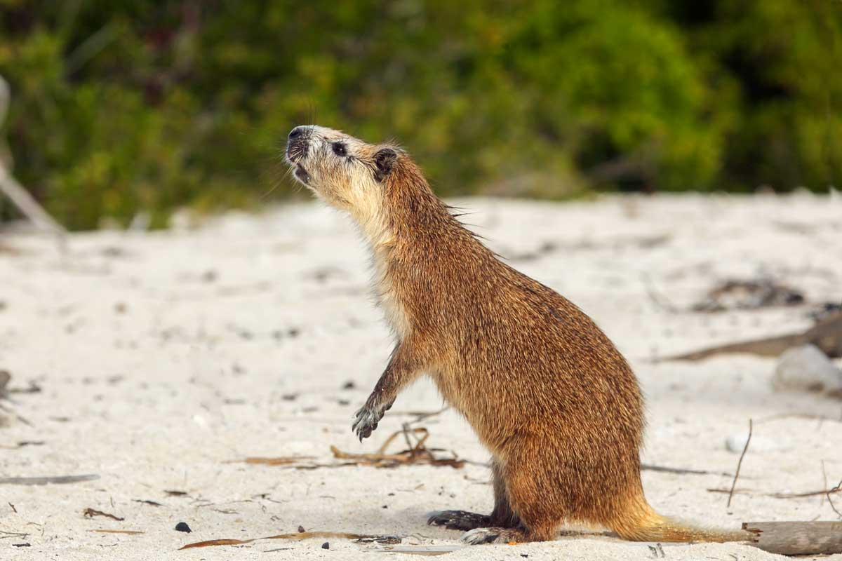 Desmarest’s hutia in Cuba – Photo: Shutterstock