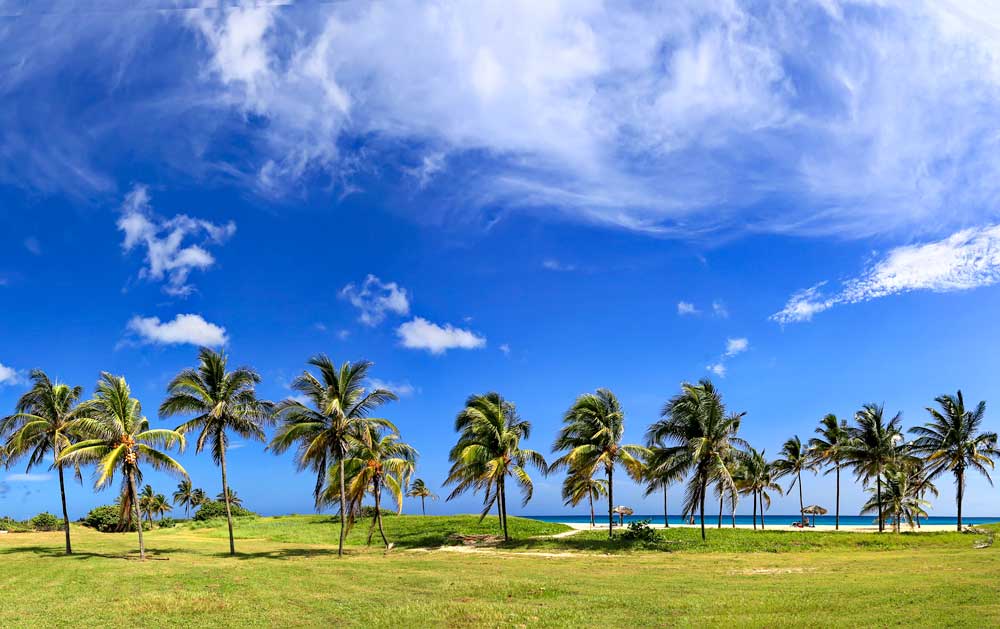 Tarará Beach – Photo: Shutterstock grass lawn lined with palm trees by beach