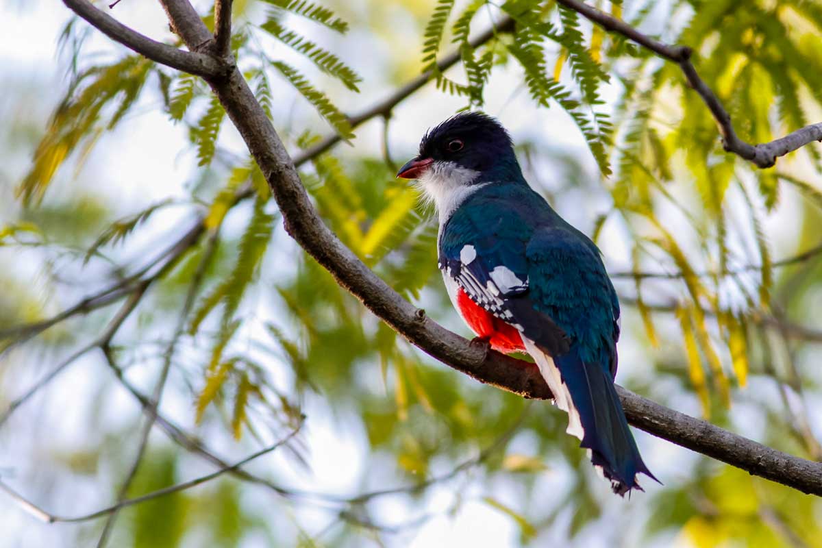 A Cuban Trogon perched on a branch – Photo: Shutterstock